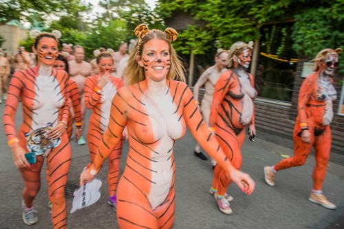 streak_for_tigers_various_years_053