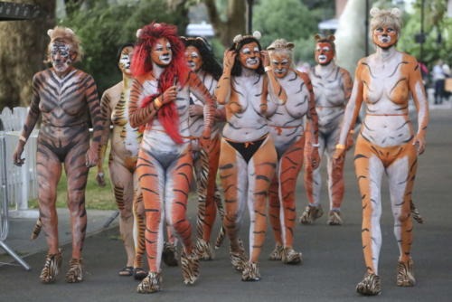 streak_for_tigers_various_years_054